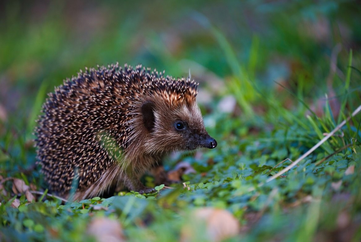 Hedgehogs in Ealing fight for survival – residents are building them “highways” through gardens